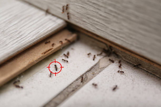 Professional Pest Control in Oak Harbor, OH